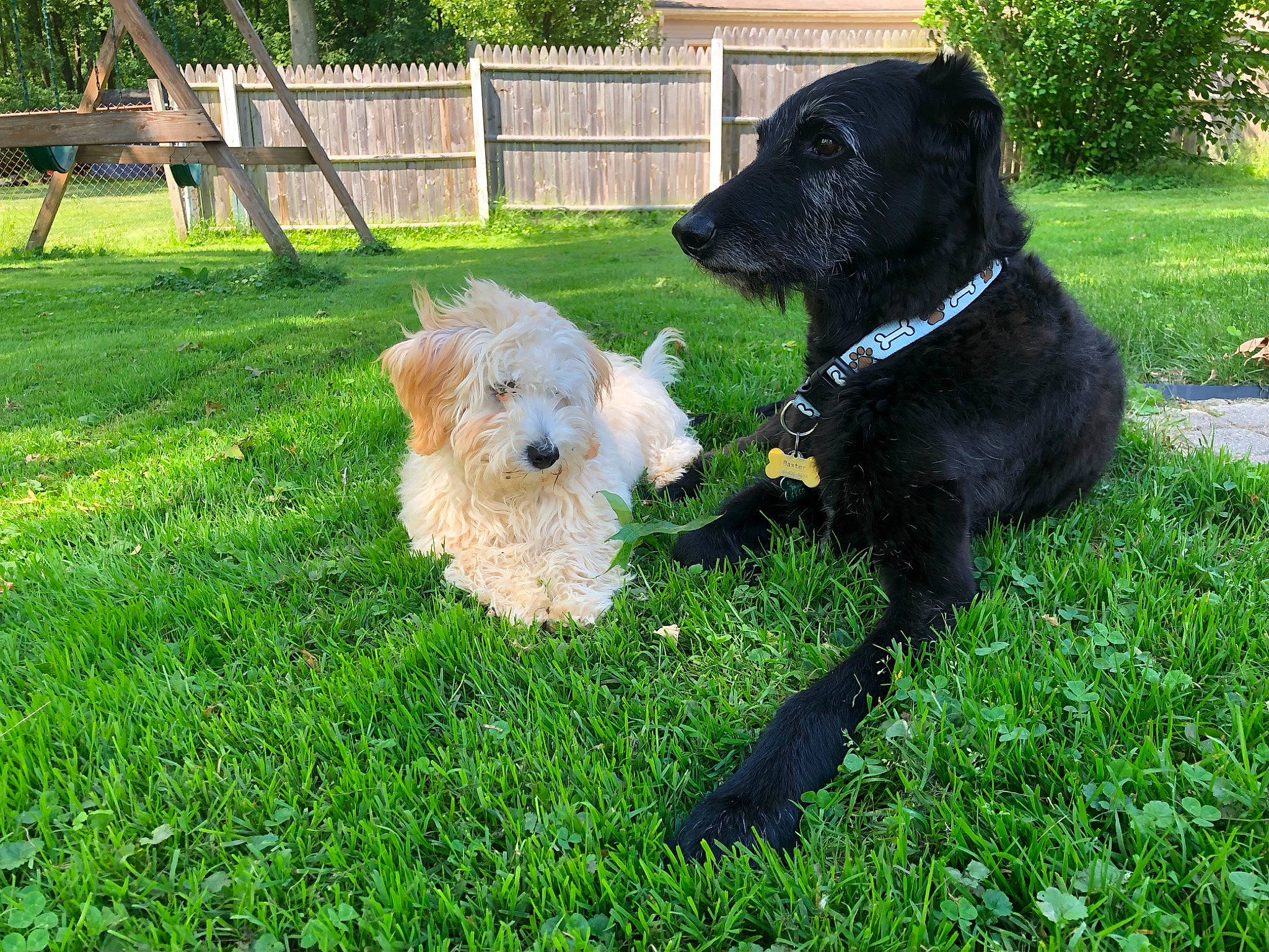 Baxter joined the competition — help win amazing prizes! canidae, carnivore, collar, companion_dog, dog, dog_breed, dog_collar, dog_supply, fence, garden_hose, grass, lawn, leash, plant, small_terrier, sporting_group, tail, terrier, toy_dog, working_animal