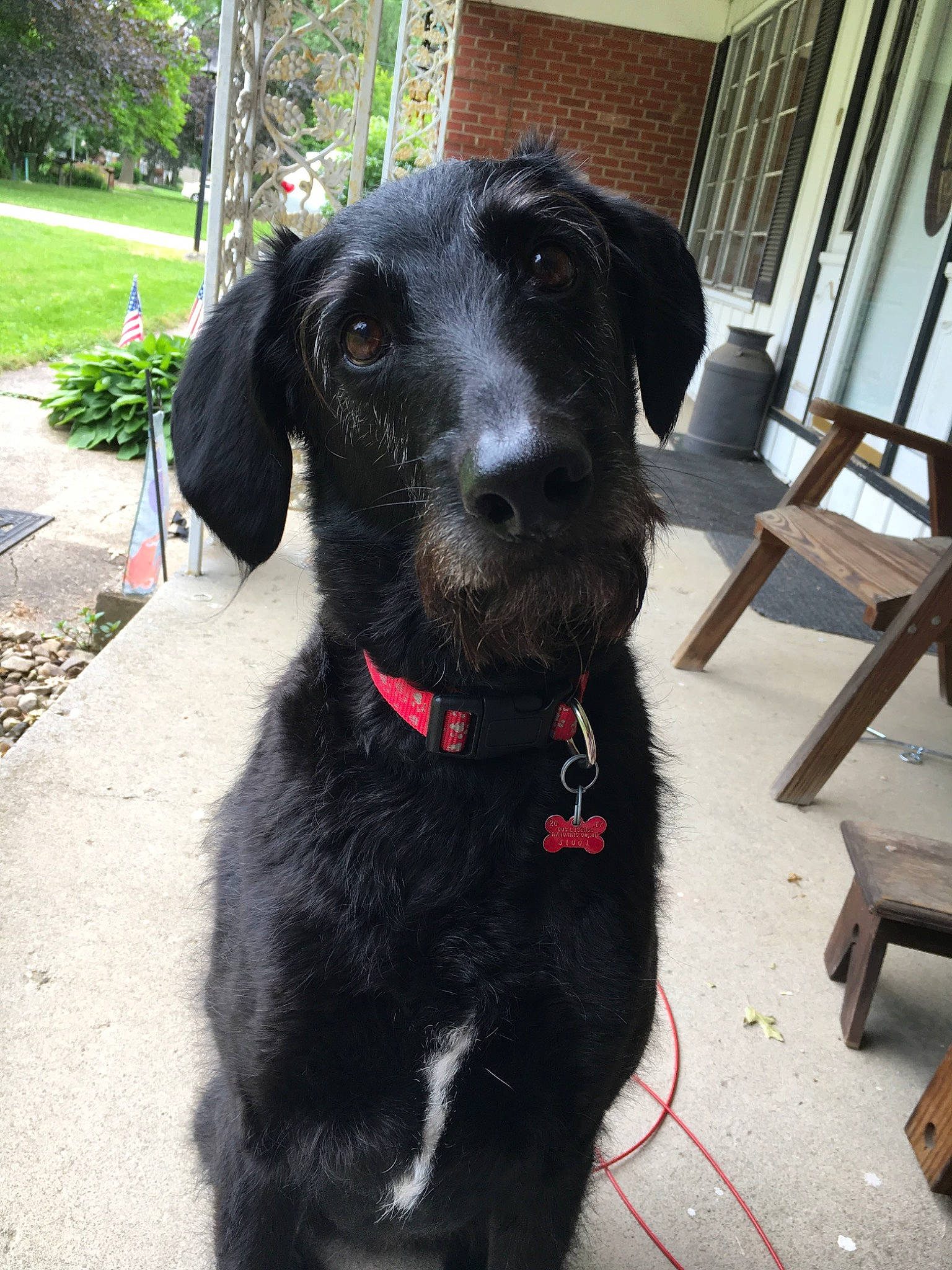 Baxter is registered to the contest to win money with this photo: borador, canidae, carnivore, collar, companion_dog, dog, dog_breed, dog_collar, fur, gun_dog, hunting_dog, liver, outdoor_furniture, plant, snout, sporting_group, terrestrial_animal, tree, working_animal