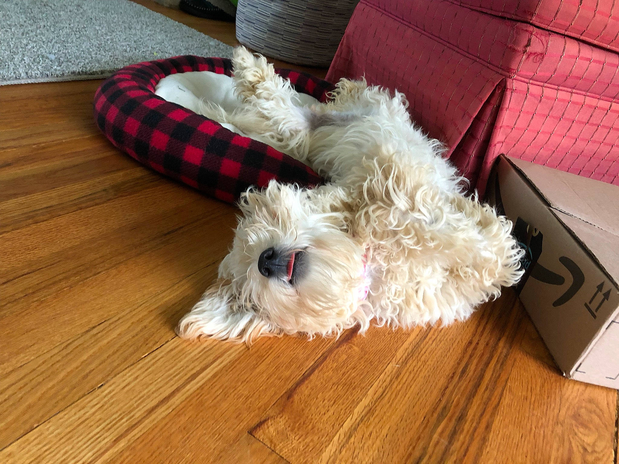 Phoebe joined the competition — help win amazing prizes! carnivore, comfort, companion_dog, couch, dog, dog_breed, dog_supply, floor, flooring, fur, hardwood, laminate_flooring, small_terrier, sporting_group, terrier, toy_dog, wood, wood_flooring, wood_stain, working_animal