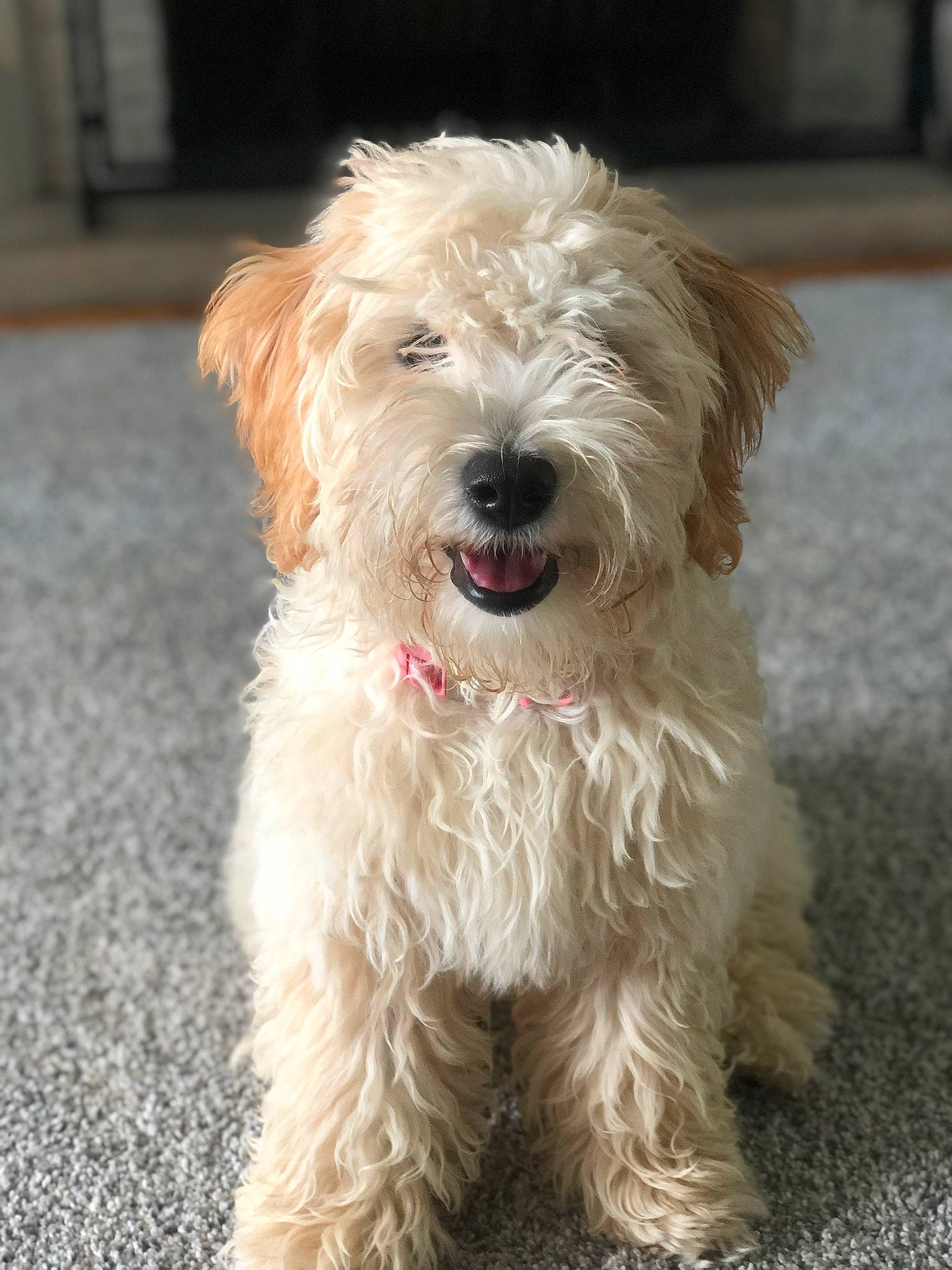 Phoebe is registered to the contest to win money with this photo: canidae, carnivore, companion_dog, dog, dog_breed, fur, mal_shi, maltepoo, non_sporting_group, small_terrier, snout, sporting_group, terrier, toy_dog, water_dog, working_animal, yorkipoo
