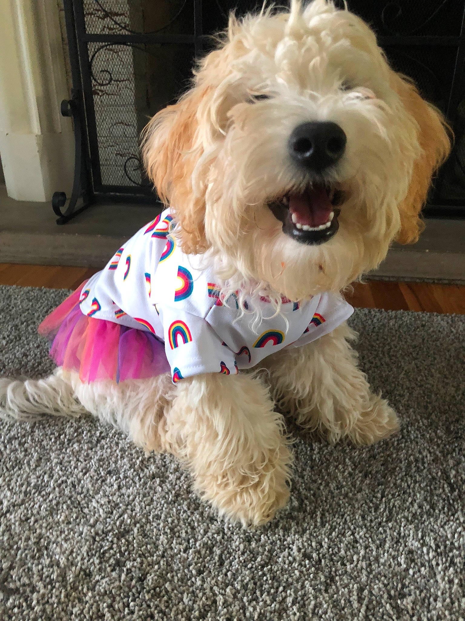 Phoebe is registered to the contest to win money with this photo: canidae, carnivore, collar, companion_dog, dog, dog_breed, dog_clothes, dog_collar, dog_supply, door, fur, labradoodle, maltepoo, puppy_love, small_terrier, snout, sporting_group, terrier, toy_dog, yorkipoo