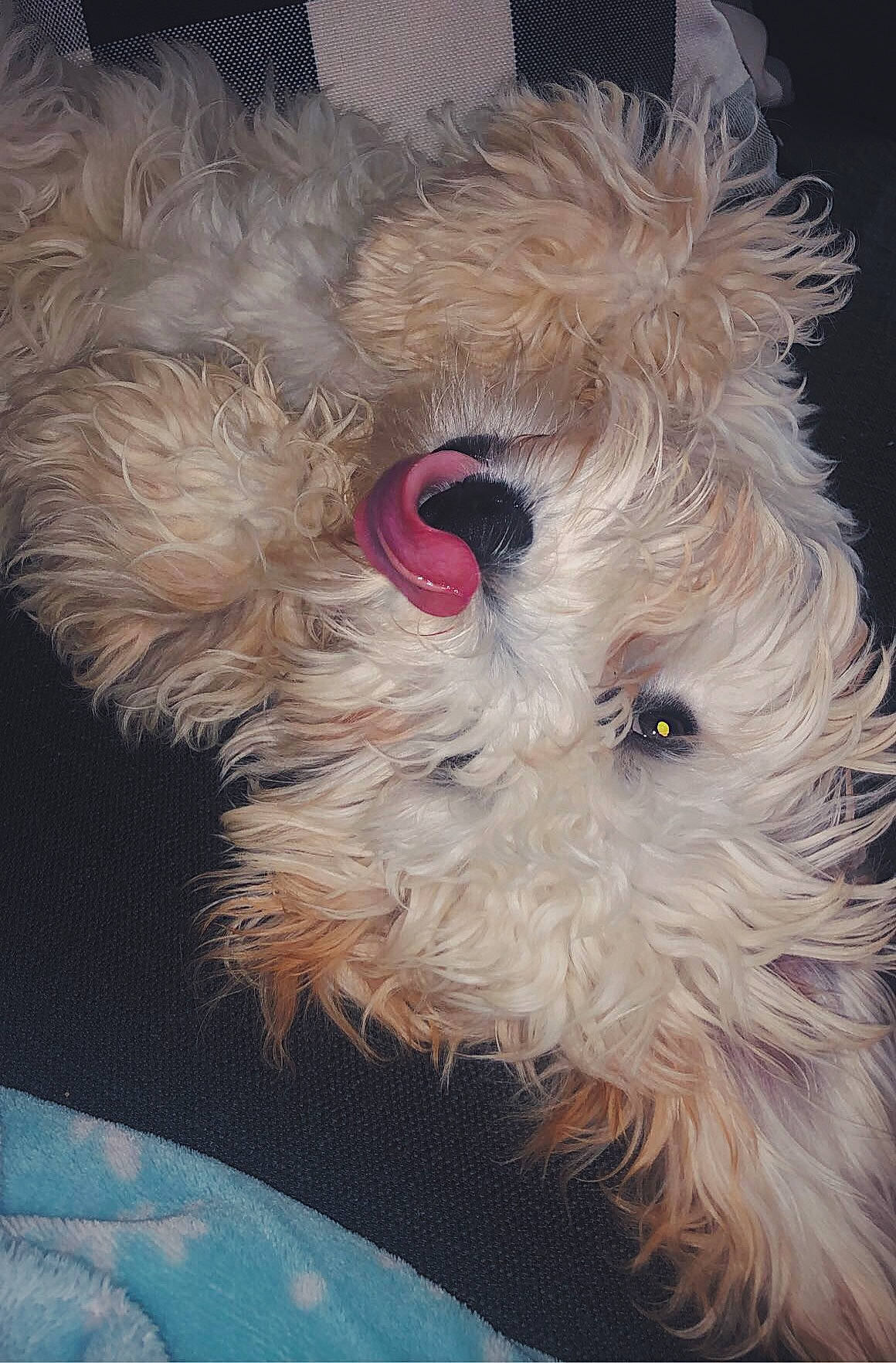 Phoebe is registered to the contest to win money with this photo: canidae, carnivore, cockapoo, companion_dog, dog, dog_breed, fur, maltepoo, non_sporting_group, poodle_crossbreed, puppy, shih_poo, small_terrier, sporting_group, stuffed_toy, terrier, toy, toy_dog, whiskers, working_animal