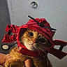 adorable, animal, cat, close_up, costume, cute, domestic_cat, feline, fur, ginger_cat, headgear, helmet, indoor, person_hand, pet, portrait, propeller, red_helmet, whiskers, wide_eyes