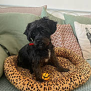 Maya participe au concours pour gagner de l'argent avec cette photo : dog, black_dog, pet, dog_bed, leopard_print, toy, basketball_toy, collar, indoor, cushion, pillow, blanket, cozy, small_dog, cute, fur, animal, resting, looking, playful