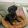 dog, black_dog, pet, dog_bed, leopard_print, toy, basketball_toy, collar, indoor, cushion, pillow, blanket, cozy, small_dog, cute, fur, animal, resting, looking, playful