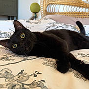 Willow participe au concours pour gagner de l'argent avec cette photo : cat, black_cat, bed, bedding, floral_pattern, headboard, rattan, indoor, pet, animal, feline, relaxed, curious, green_eyes, whiskers, paws, tail, soft_light, cozy, closeup