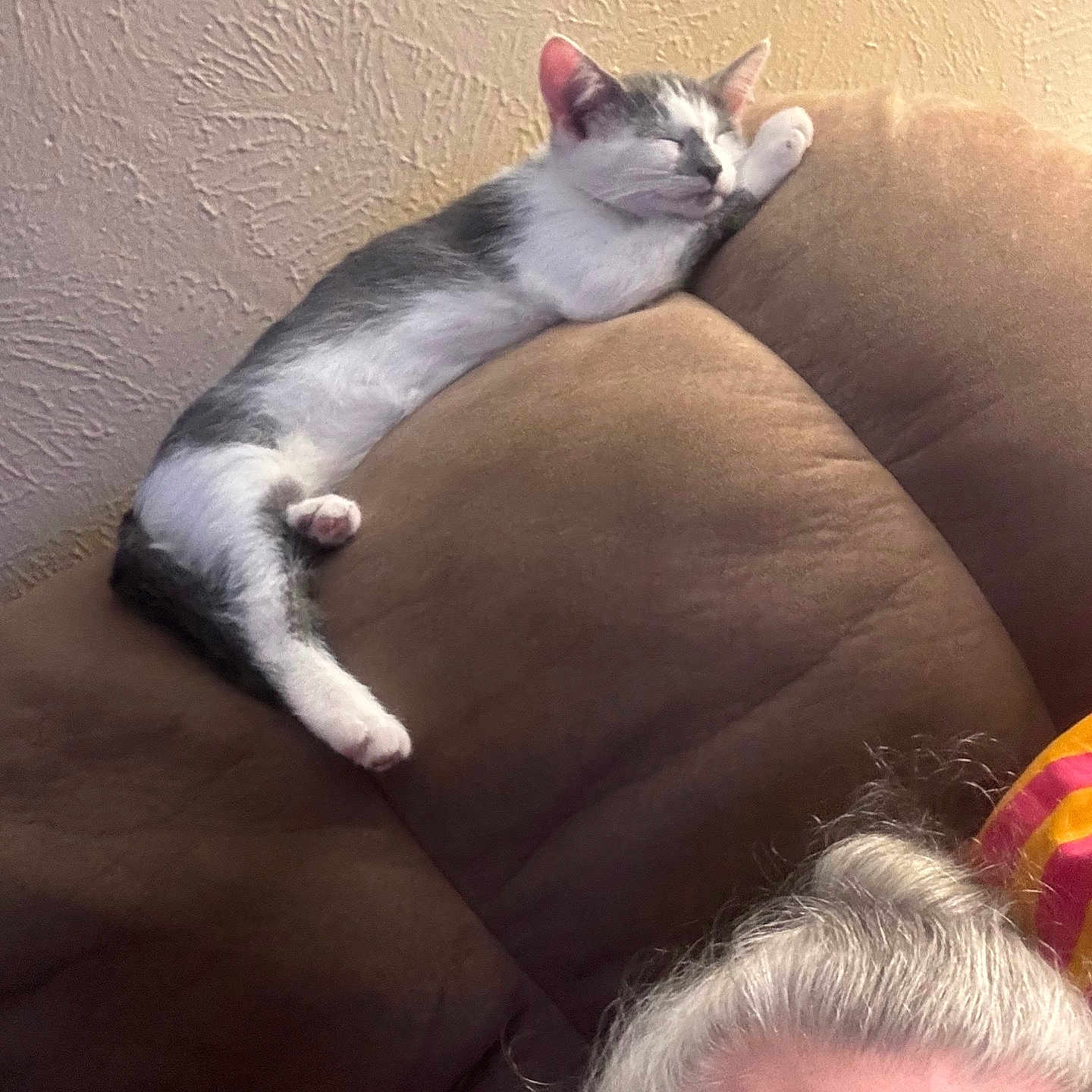 Frankie is registered to the contest to win money with this photo: animal, brown, cat, couch, cozy, fur, furniture, gray, hair, head, human, indoor, paw, pet, relaxing, resting, sleeping, texture, wall, white