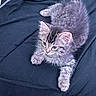 Missy joined the competition — help win amazing prizes! kitten, cat, feline, pet, animal, fur, tabby, cute, resting, lying_down, whiskers, ears, claws, indoor, young, small, playful, domestic_animal, sleepy, soft