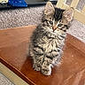 Missy joined the competition — help win amazing prizes! kitten, cat, fluffy, sitting, wooden_chair, fur, pet, indoor, carpet, cute, animal, young, tabby, whiskers, ears, eyes, furniture, household, domestic, portrait