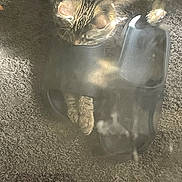 Missy is registered to the contest to win money with this photo: cat, tabby_cat, slipper, carpet, indoor, pet, animal, fur, paw, cozy, resting, cute, curious, black_slipper, texture, floor, household, domestic_animal, sleepy, relaxed