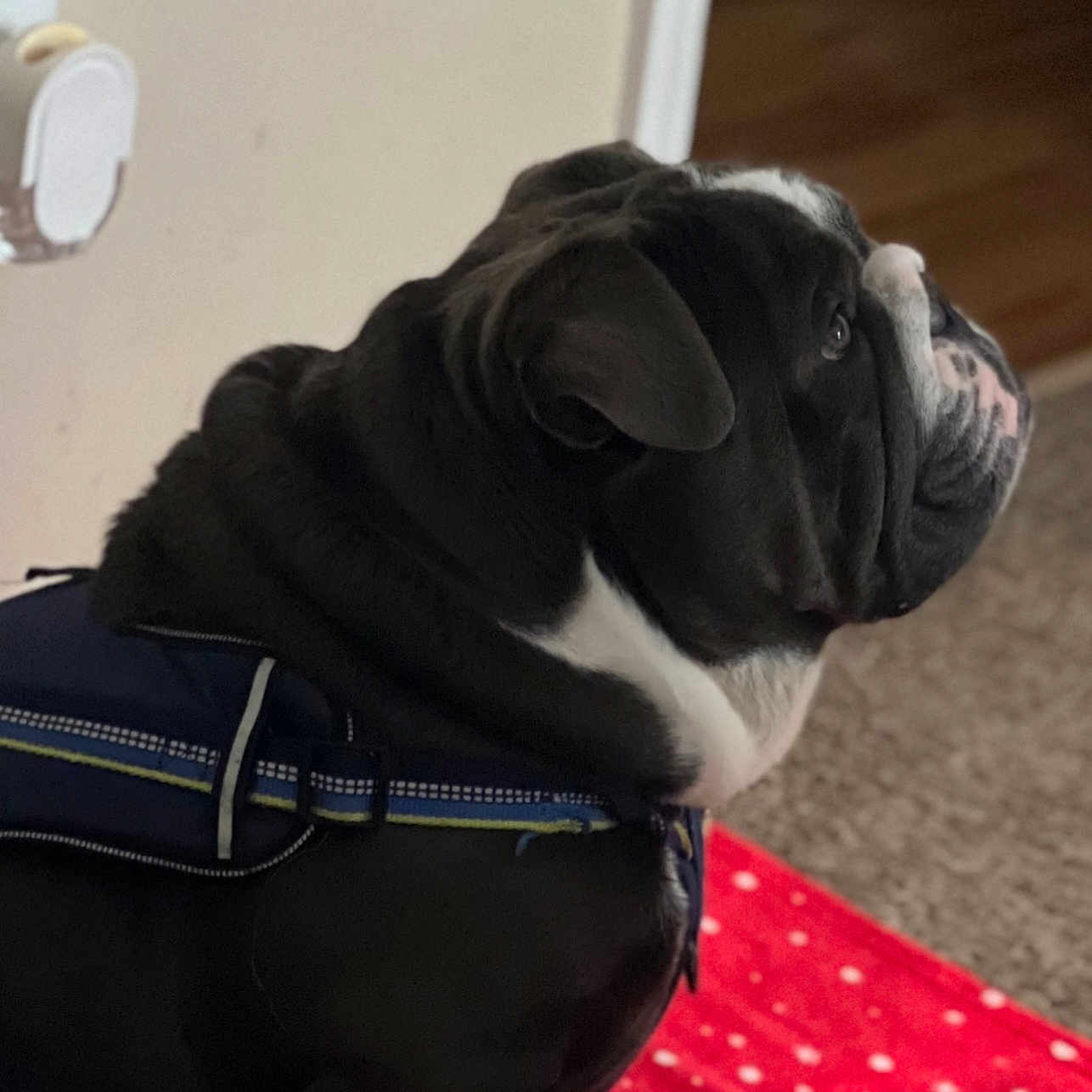 Chubby joined the competition — help win amazing prizes! accessories, animal, bag, bostonbull, boxer, bulldog, canine, dog, frenchbulldog, hound, indoors, interiordesign, leash, person, pet, pitbull, pug, puppy, sleeping, snout