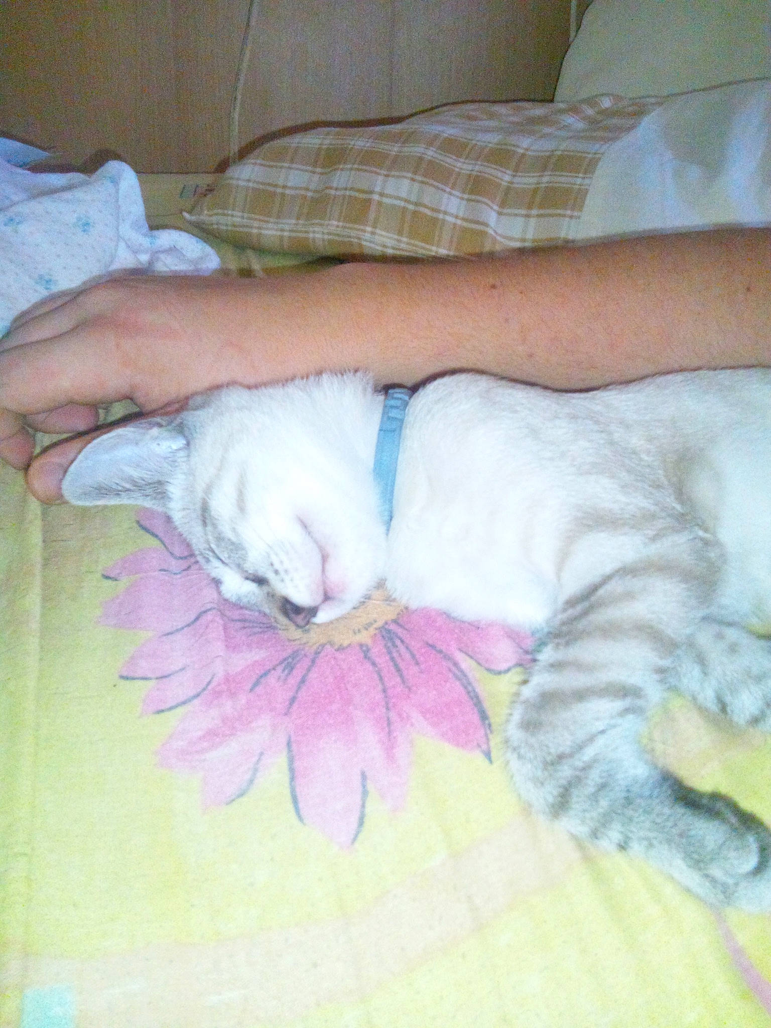 Lord Loon a rejoint le concours — aidez-le/la à gagner de superbes lots ! canidae, carnivore, cat, felidae, nap, sleep, small_to_medium_sized_cats