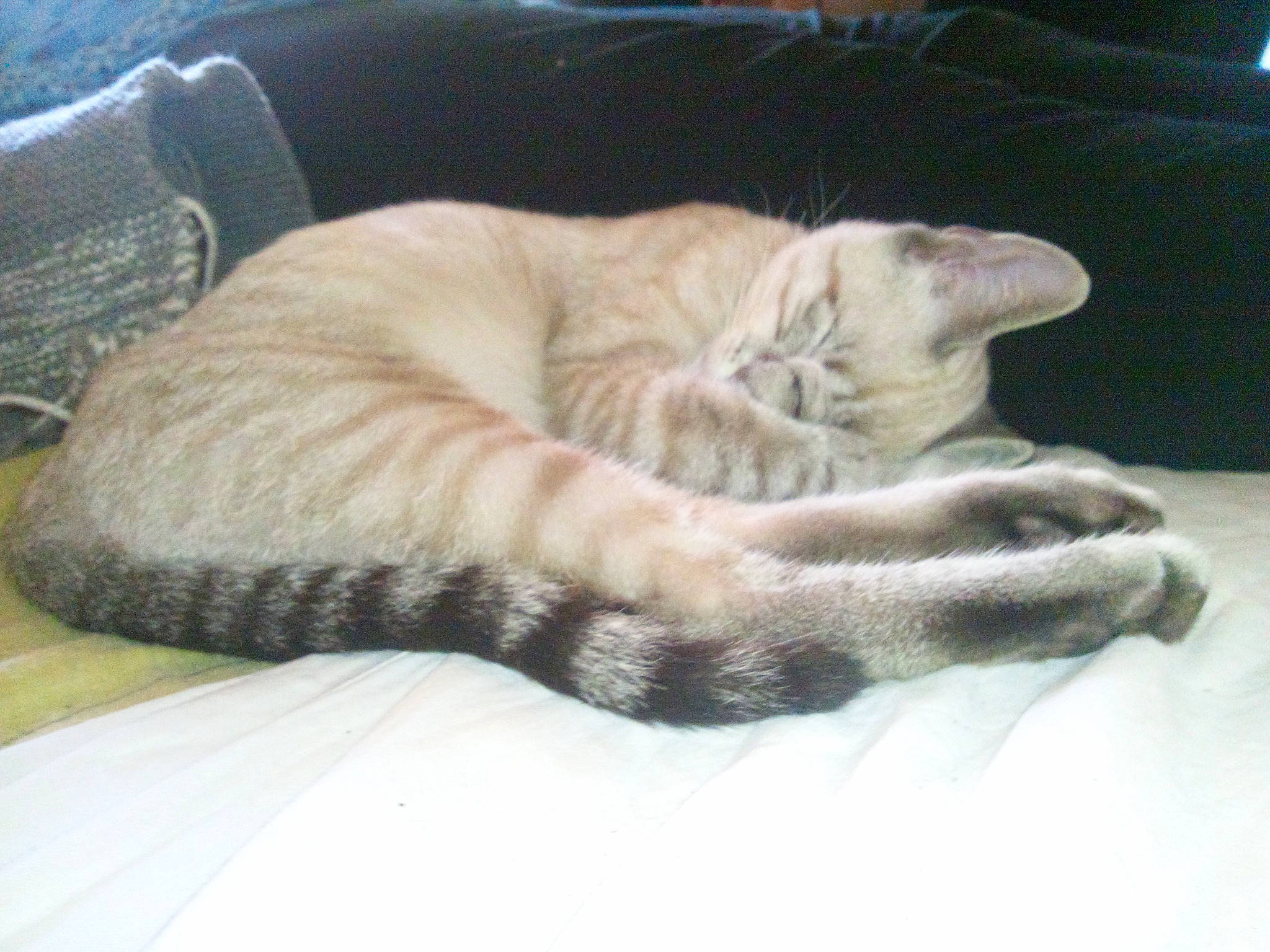 Lord Loon participe au concours pour gagner de l'argent avec cette photo : asian, carnivore, cat, cat_bed, comfort, domestic_short_haired_cat, dragon_li, european_shorthair, fawn, felidae, fur, kitten, nap, paw, polydactyl_cat, sleep, small_to_medium_sized_cats, tabby_cat, tail, whiskers