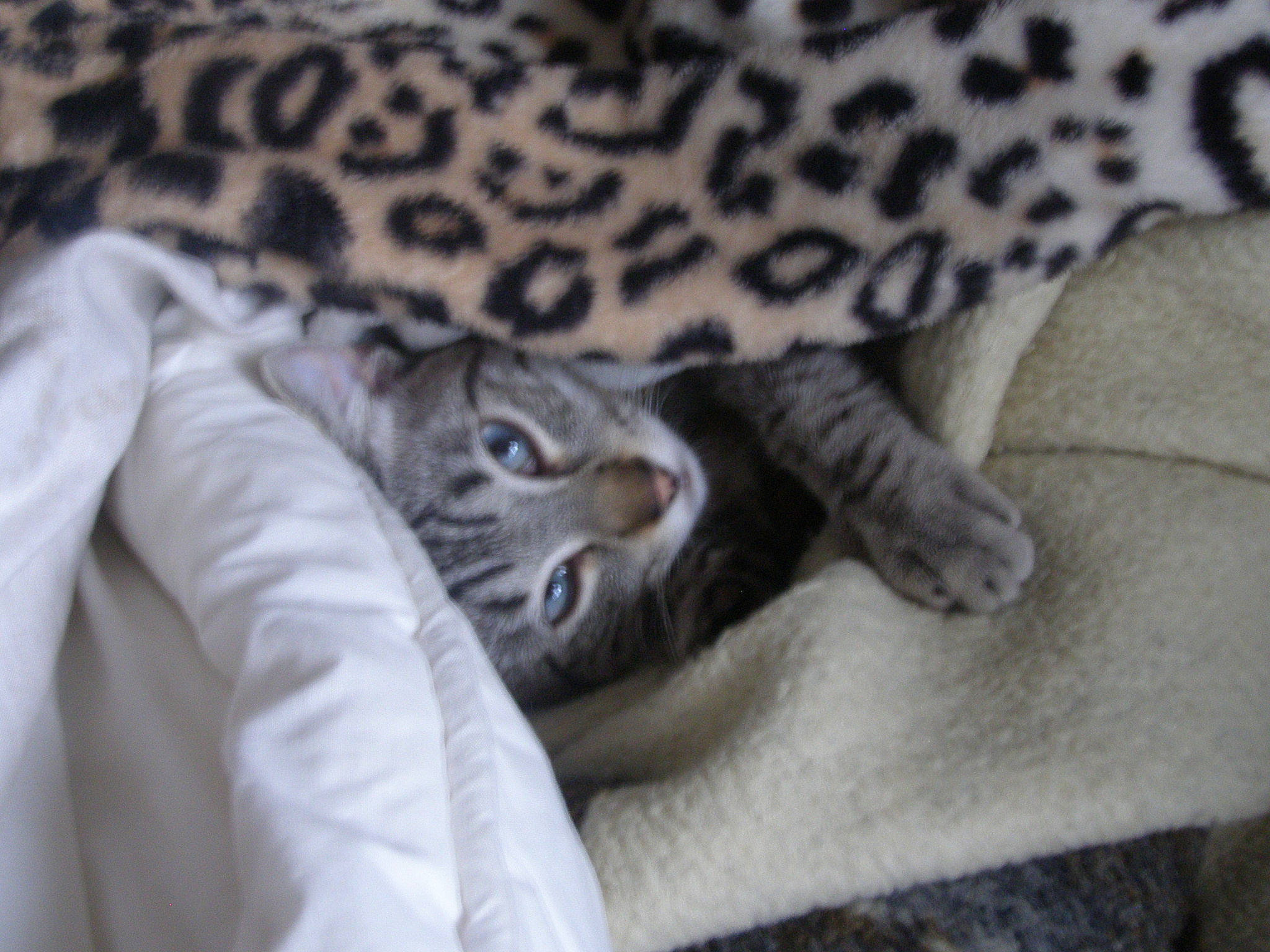 Lord Loon participe au concours pour gagner de l'argent avec cette photo : american_shorthair, asian, bed_sheet, bengal, carnivore, cat, domestic_short_haired_cat, dragon_li, egyptian_mau, european_shorthair, felidae, fur, kitten, mammal, pixie_bob, small_to_medium_sized_cats, tabby_cat, whiskers