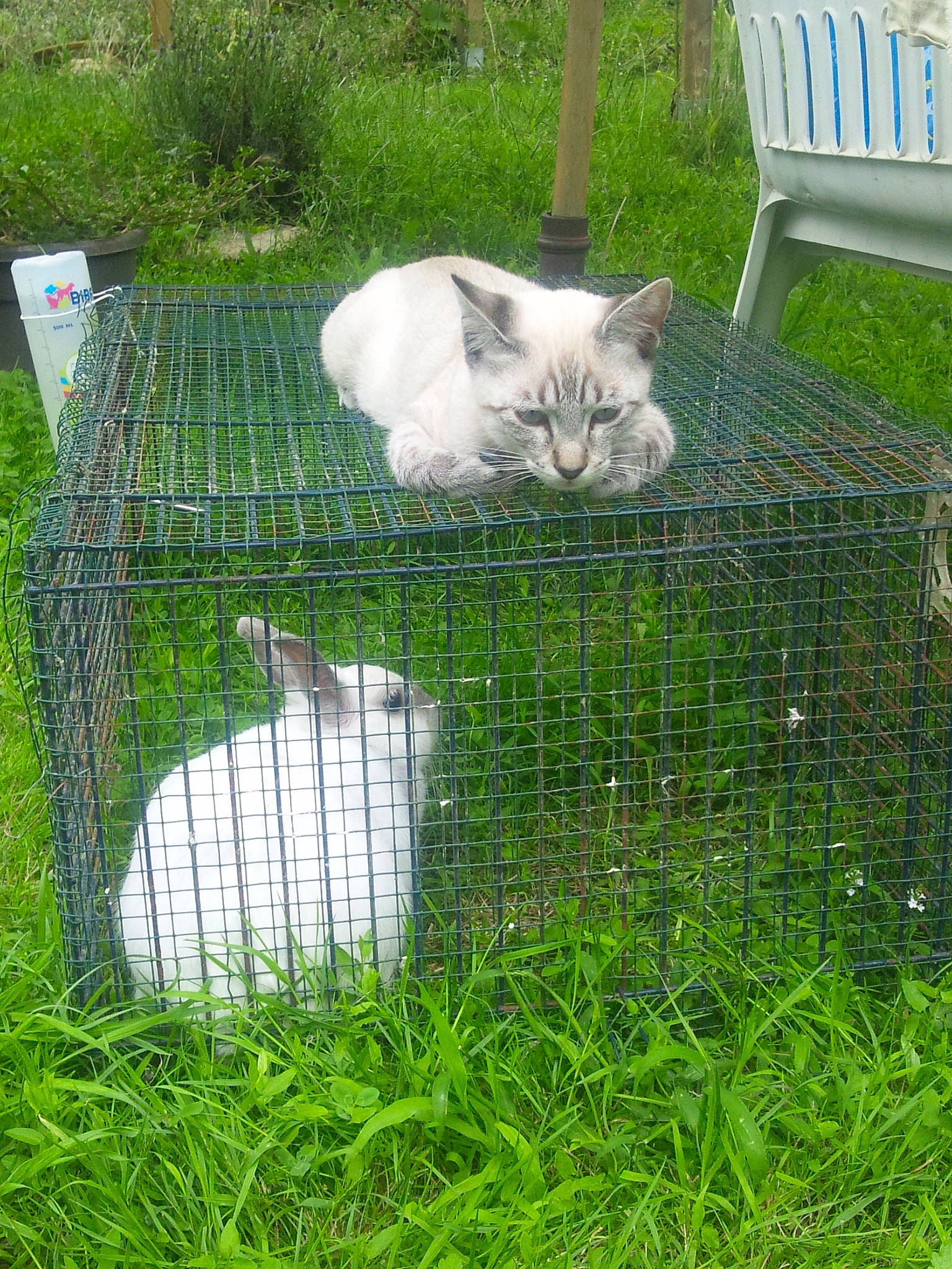 Lord Loon participe au concours pour gagner de l'argent avec cette photo : animal_shelter, cage, carnivore, cat, domestic_long_haired_cat, domestic_rabbit, felidae, grass, grass_family, persian, plant, rabbit, small_to_medium_sized_cats, turkish_angora, turkish_van