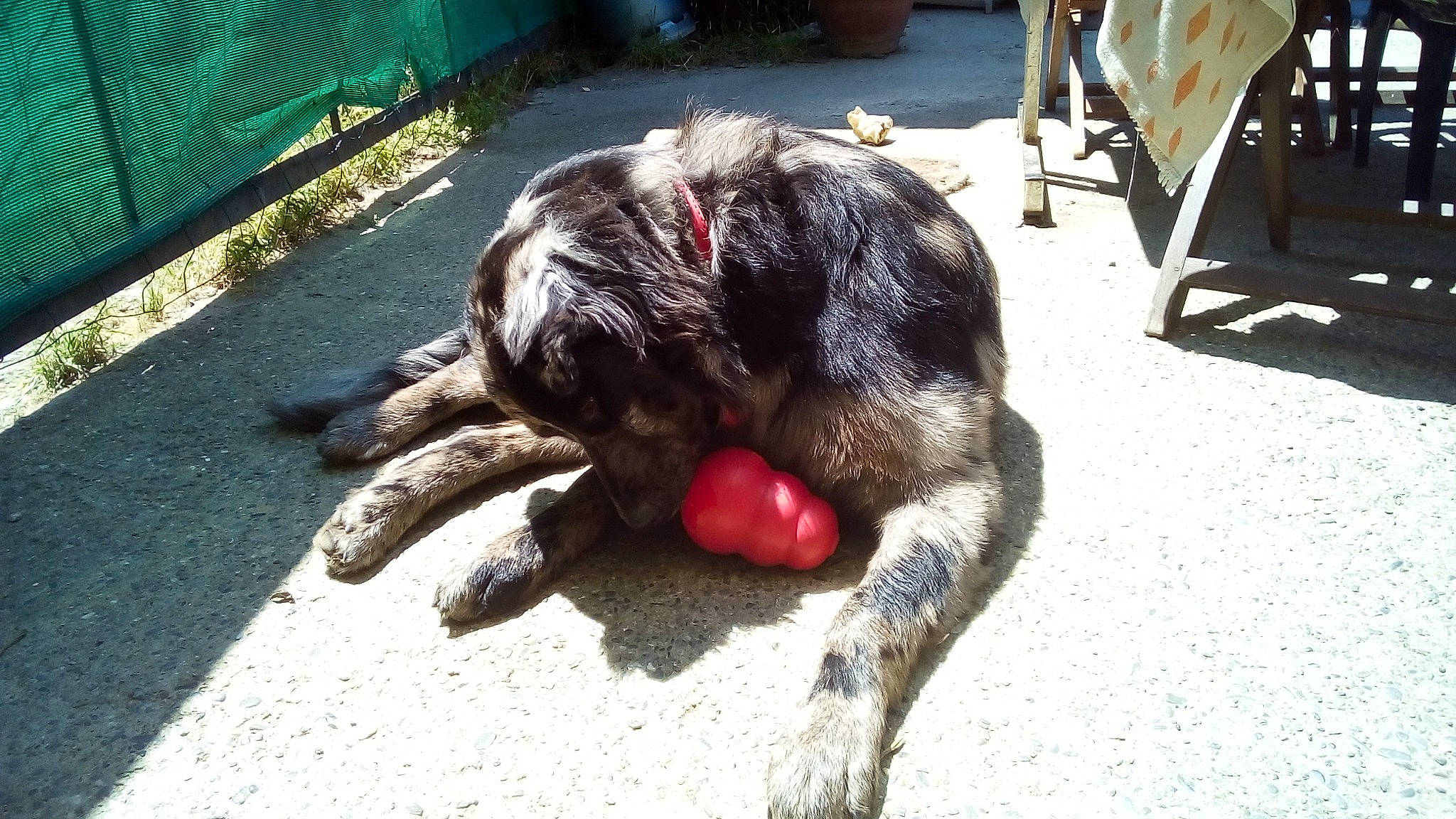 Nana a rejoint le concours — aidez-le/la à gagner de superbes lots ! blue_picardy_spaniel, canidae, carnivore, dog, dog_breed, german_shorthaired_pointer, hunting_dog, pointer, small_munsterlander, sporting_group, street_dog