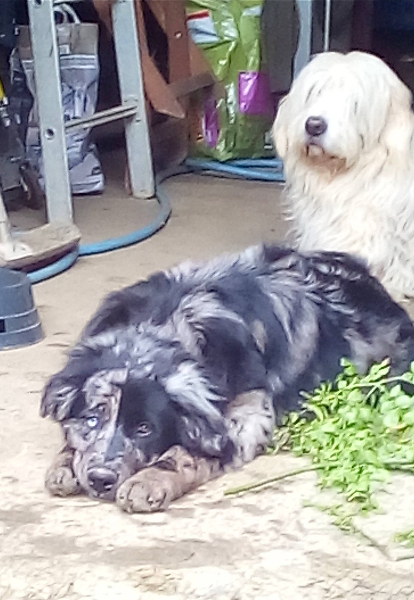 Nana a rejoint le concours — aidez-le/la à gagner de superbes lots ! ancient_dog_breeds, canidae, carnivore, dog, dog_breed, livestock_guardian_dog, mammal, old_english_sheepdog, polish_lowland_sheepdog, romanian_mioritic_shepherd_dog, sapsali, sporting_group, vertebrate, working_dog