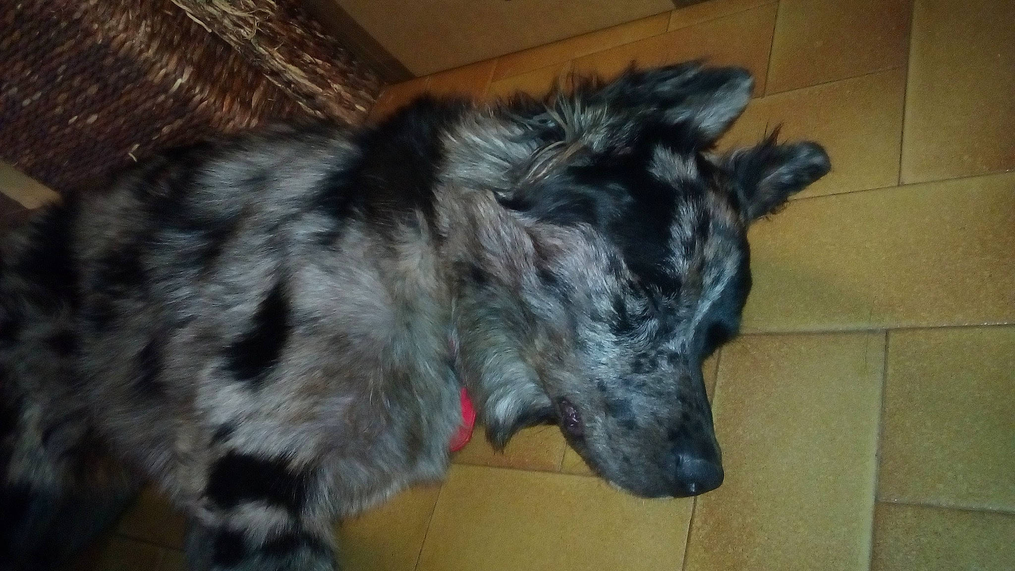 Nana participe au concours pour gagner de l'argent avec cette photo : canidae, carnivore, dog, dog_breed, koolie, mammal, snout, sporting_group, vertebrate