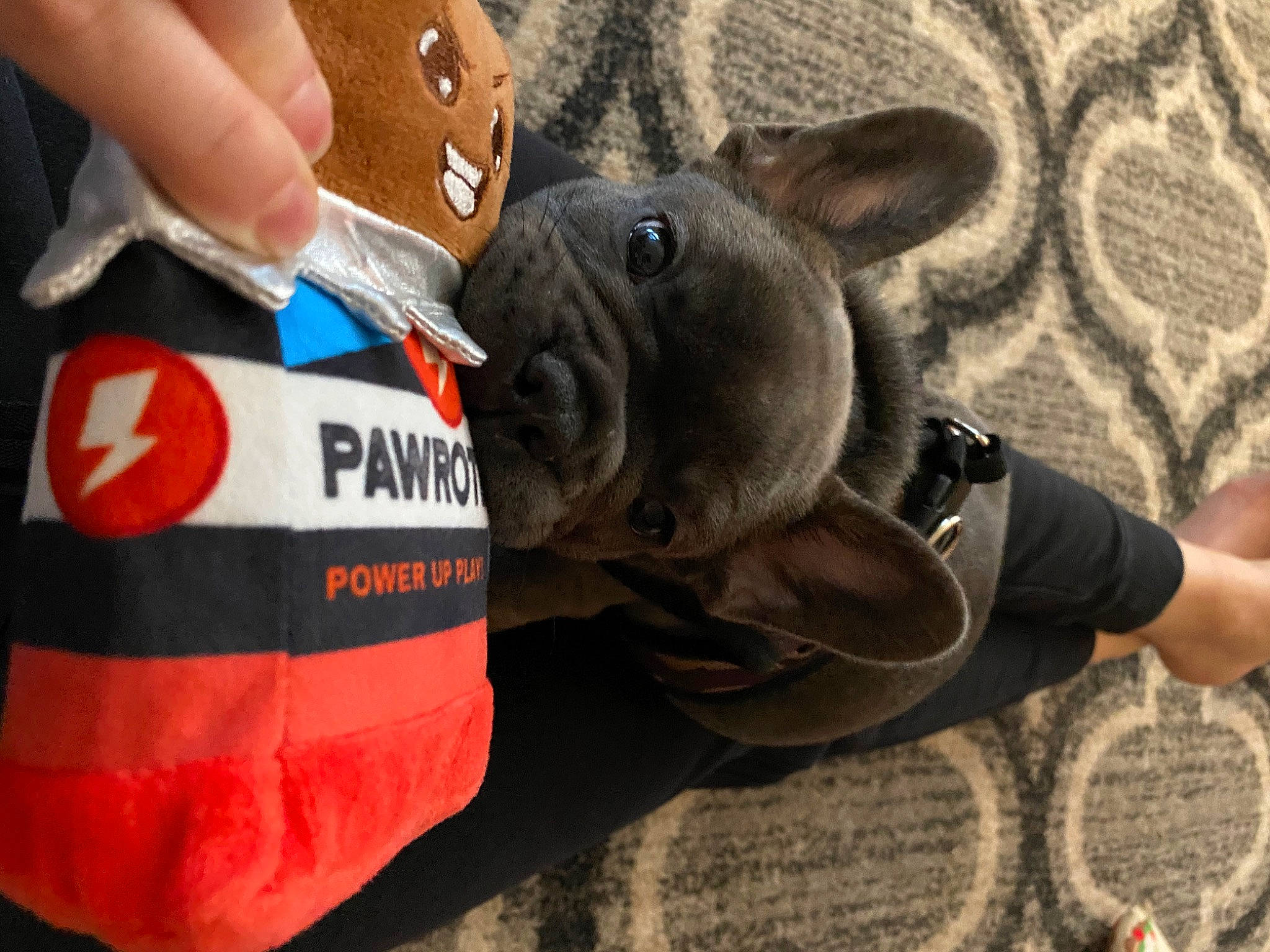 Gino joined the competition — help win amazing prizes! canidae, carmine, carnivore, collar, companion_dog, dog, dog_breed, dog_clothes, dog_supply, fawn, finger, nail, pet_supply, snout, stuffed_toy, thumb, toy_dog, vertebrate, working_animal, wrist