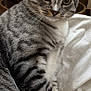 Taco is registered to the contest to win money with this photo: cat, tabby, pet, animal, feline, close_up, indoor, blanket, striped, curious, whiskers, ears, paws, fur, green_eyes, relaxed, cozy, home, portrait, cute