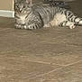 Taco is registered to the contest to win money with this photo: cat, grey_tabby, animal, pet, floor, tile_floor, vacuum_cleaner, indoor, relaxed, curious, feline, whiskers, ears, paws, striped, lying_down, home, wall, appliance, domestic