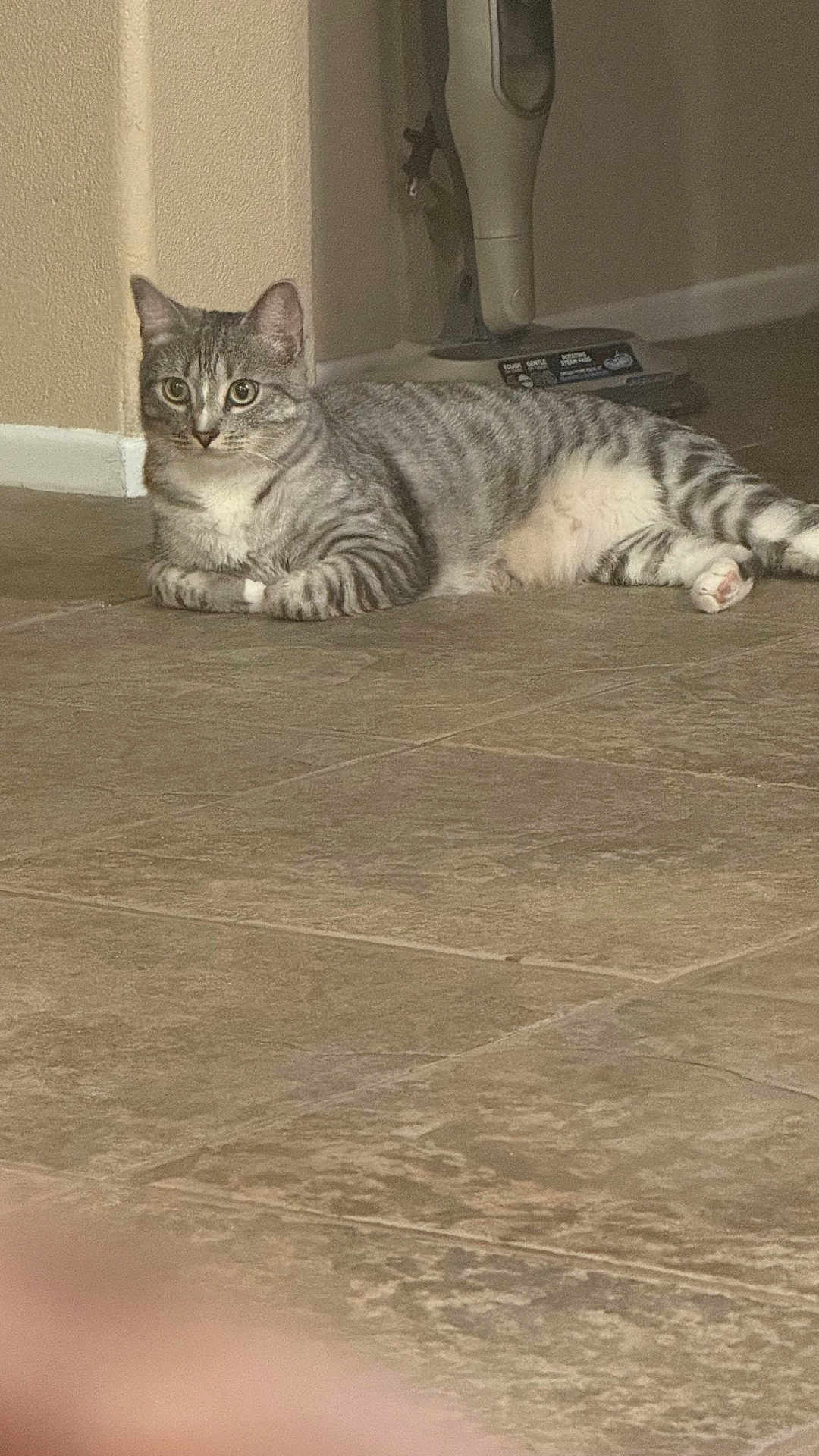 Taco is registered to the contest to win money with this photo: cat, grey_tabby, animal, pet, floor, tile_floor, vacuum_cleaner, indoor, relaxed, curious, feline, whiskers, ears, paws, striped, lying_down, home, wall, appliance, domestic