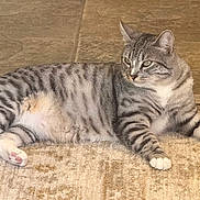 Taco is registered to the contest to win money with this photo: cat, tabby, gray_cat, striped, pet, indoor, carpet, floor, tile, relaxed, animal, feline, whiskers, paws, ears, fur, lying_down, resting, domestic_cat, calm