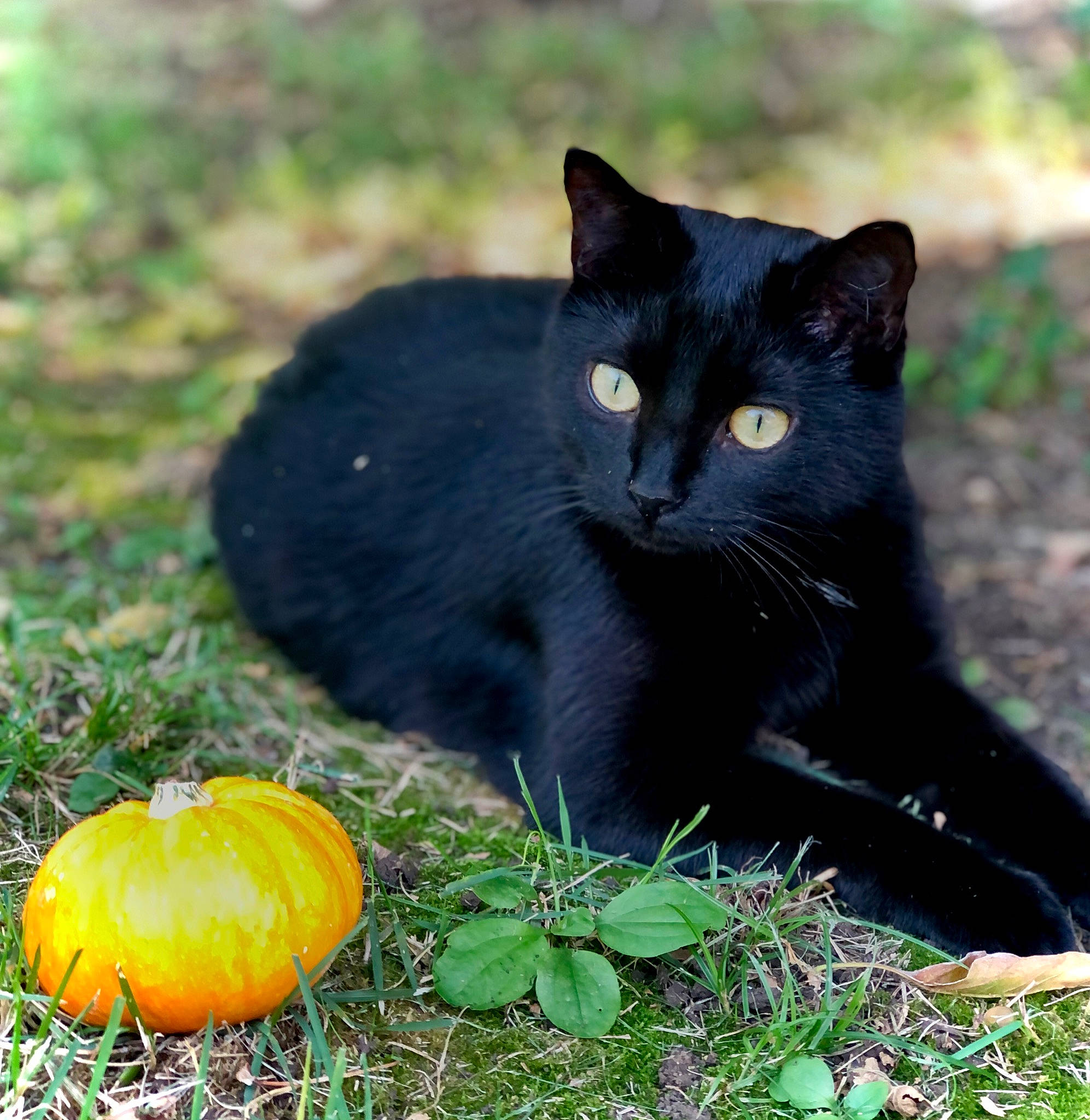 Boo is registered to the contest to win money with this photo: bombay, calabaza, carnivore, cat, cucurbita, felidae, gourd, grass, groundcover, leaf, natural_foods, plant, pumpkin, small_to_medium_sized_cats, snout, squash, terrestrial_animal, vegetable, whiskers, winter_squash