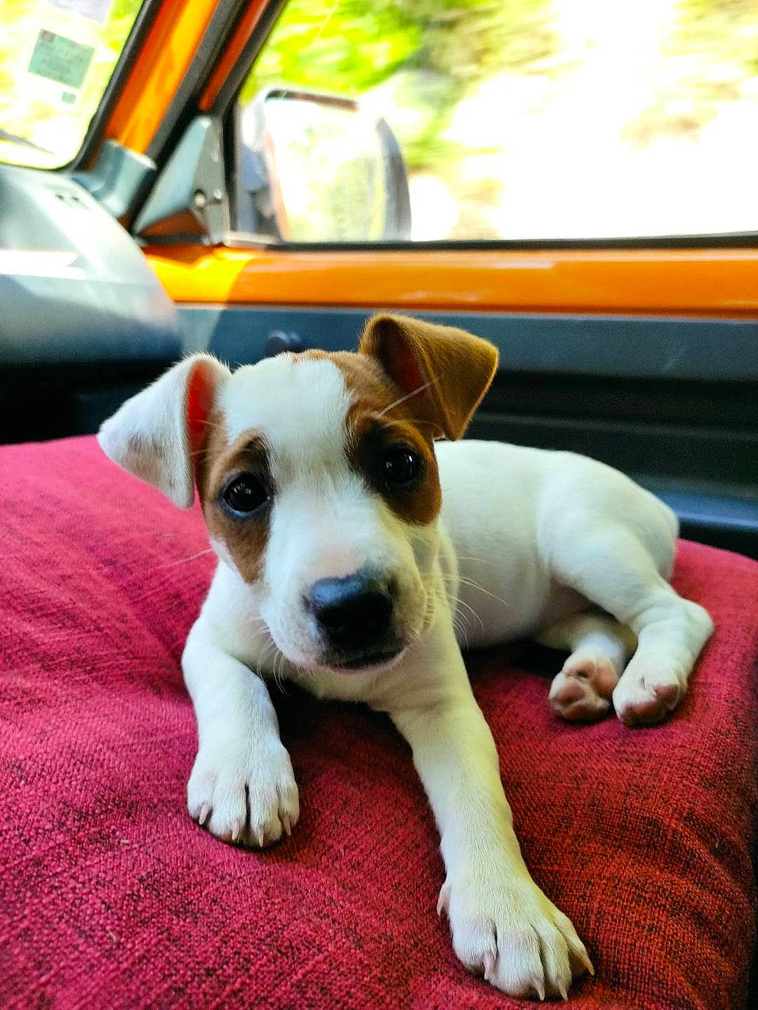 Tina participe au concours pour gagner de l'argent avec cette photo : automotive_exterior, automotive_lighting, automotive_mirror, canidae, car, carnivore, collar, companion_dog, dog, dog_breed, dog_collar, fawn, motor_vehicle, paw, street_dog, tail, vehicle, vehicle_door, whiskers, working_animal