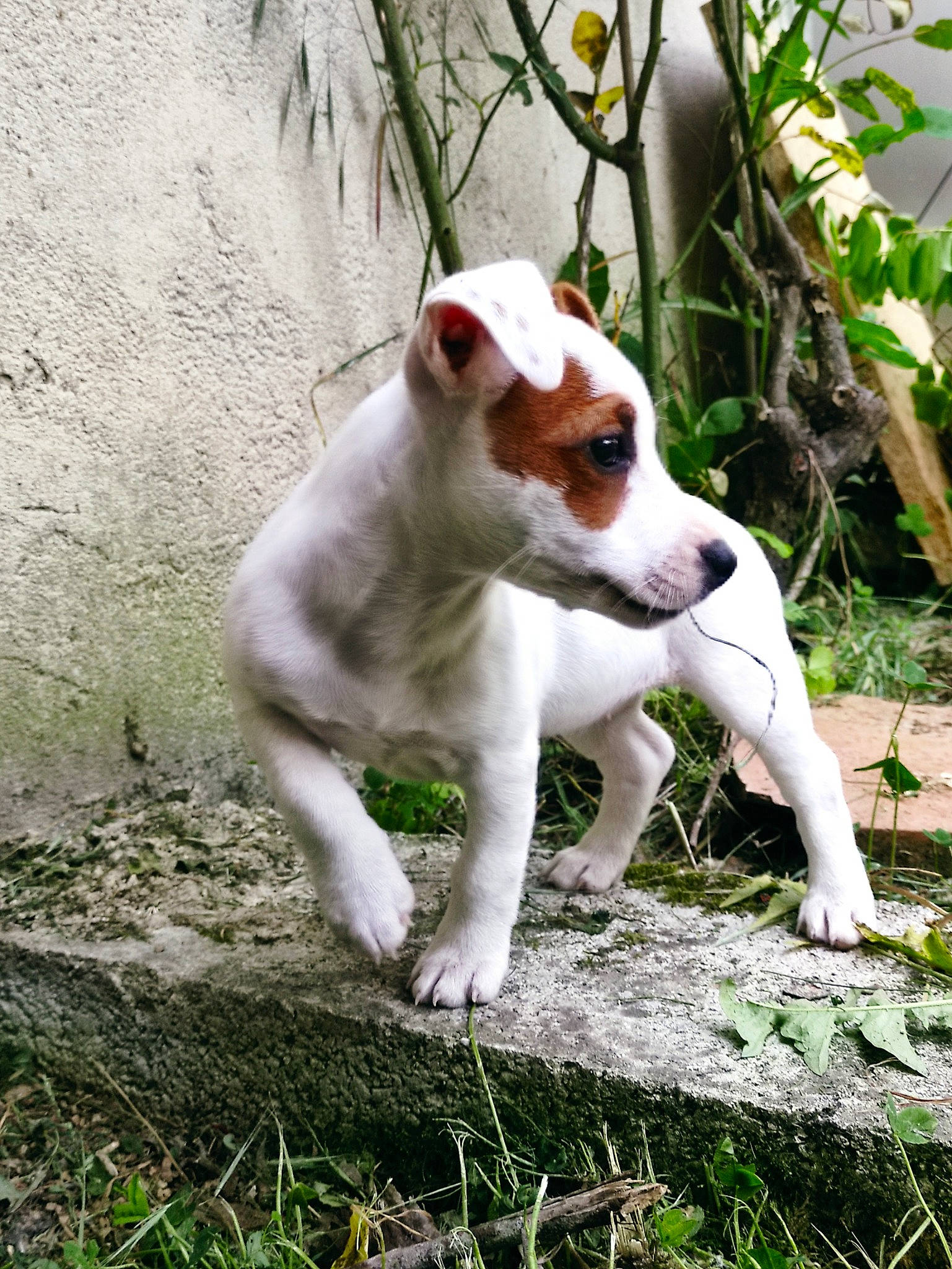Tina a rejoint le concours — aidez-le/la à gagner de superbes lots ! canidae, carnivore, collar, companion_dog, dog, dog_breed, fawn, grass, hunting_dog, plant, soil, sporting_group, tail, terrestrial_animal, terrier, toy_dog, tree, whiskers, wildlife, working_animal