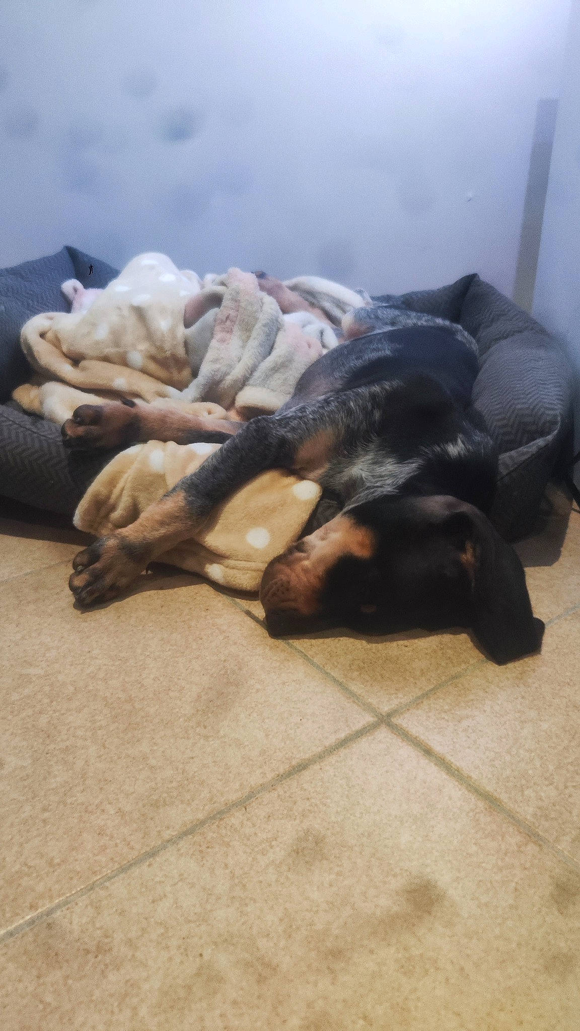 Urka participe au concours pour gagner de l'argent avec cette photo : canidae, carnivore, cloud, comfort, companion_dog, dog, dog_breed, fawn, felidae, floor, flooring, fur, hardwood, linens, sky, snout, sporting_group, tail, wood, working_animal