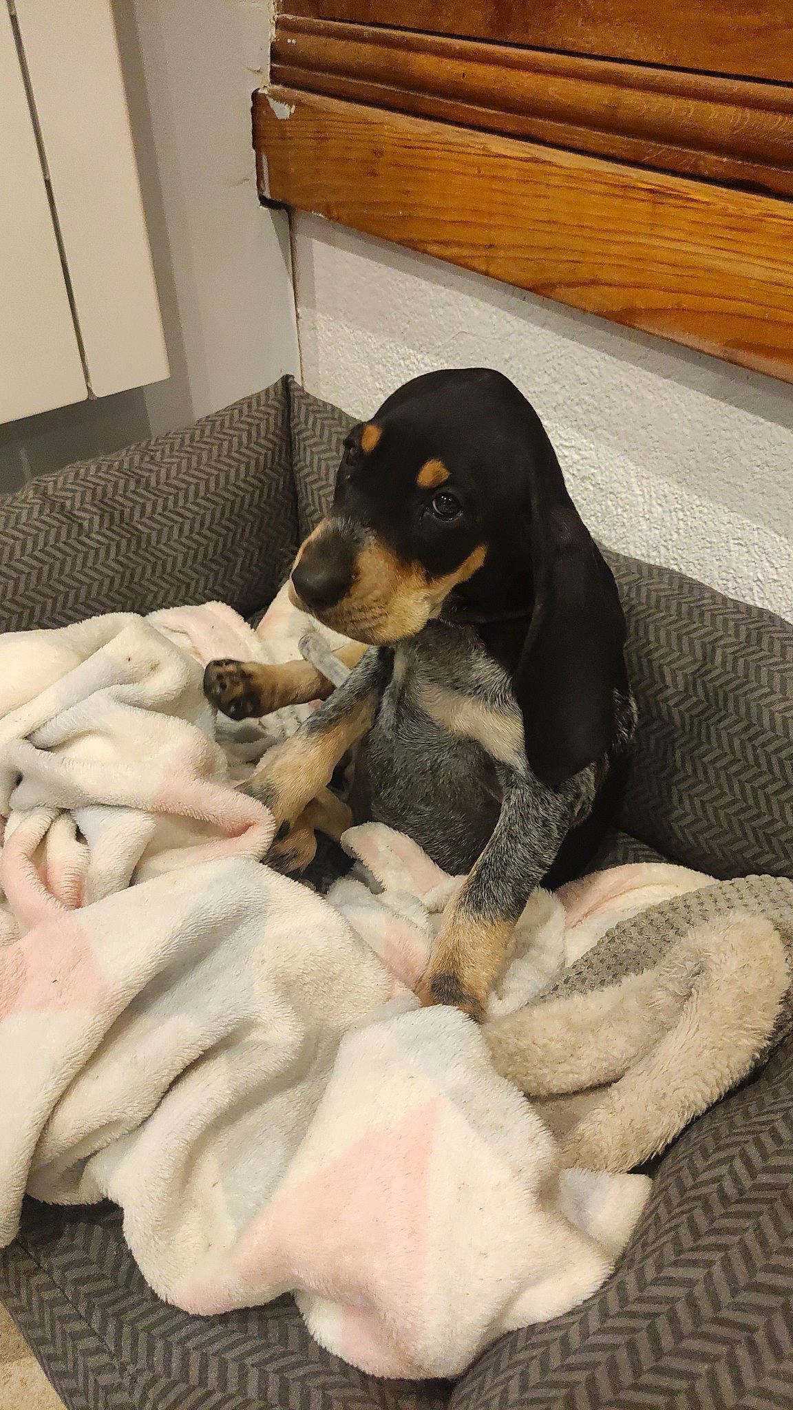 Urka a rejoint le concours — aidez-le/la à gagner de superbes lots ! beaglier, canidae, carnivore, comfort, companion_dog, dog, dog_breed, fawn, fur, guard_dog, hound, hunting_dog, montenegrin_mountain_hound, paw, scent_hound, snout, sporting_group, terrestrial_animal, working_animal, working_dog