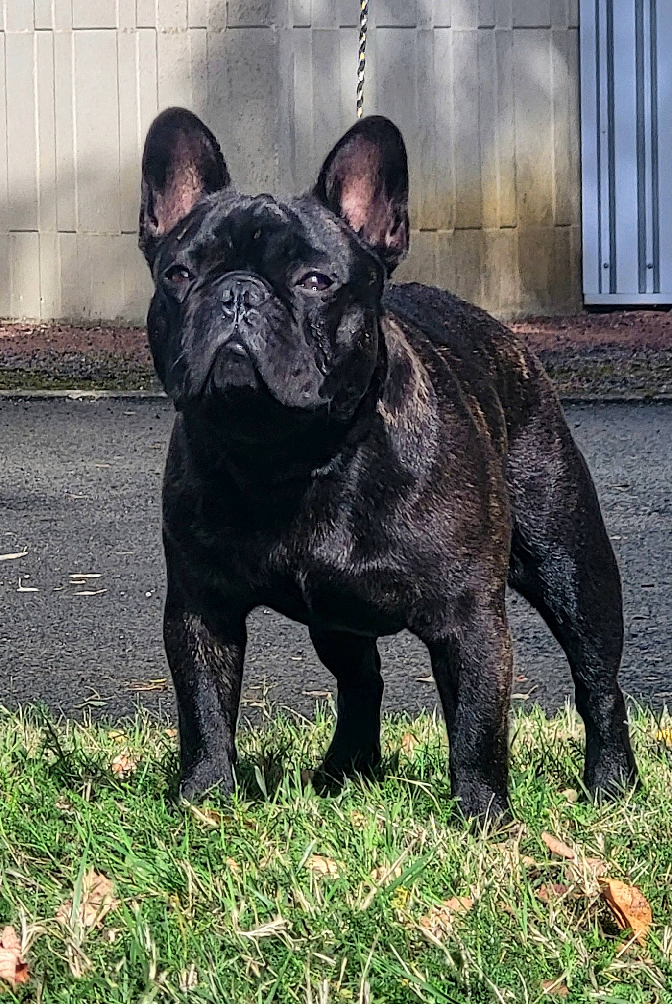 Titan a rejoint le concours — aidez-le/la à gagner de superbes lots ! art, bulldog, canidae, carnivore, companion_dog, dog, dog_breed, fawn, french_bulldog, grass, molosser, non_sporting_group, plant, snout, sporting_group, terrestrial_animal, toy_dog, whiskers, window, working_animal