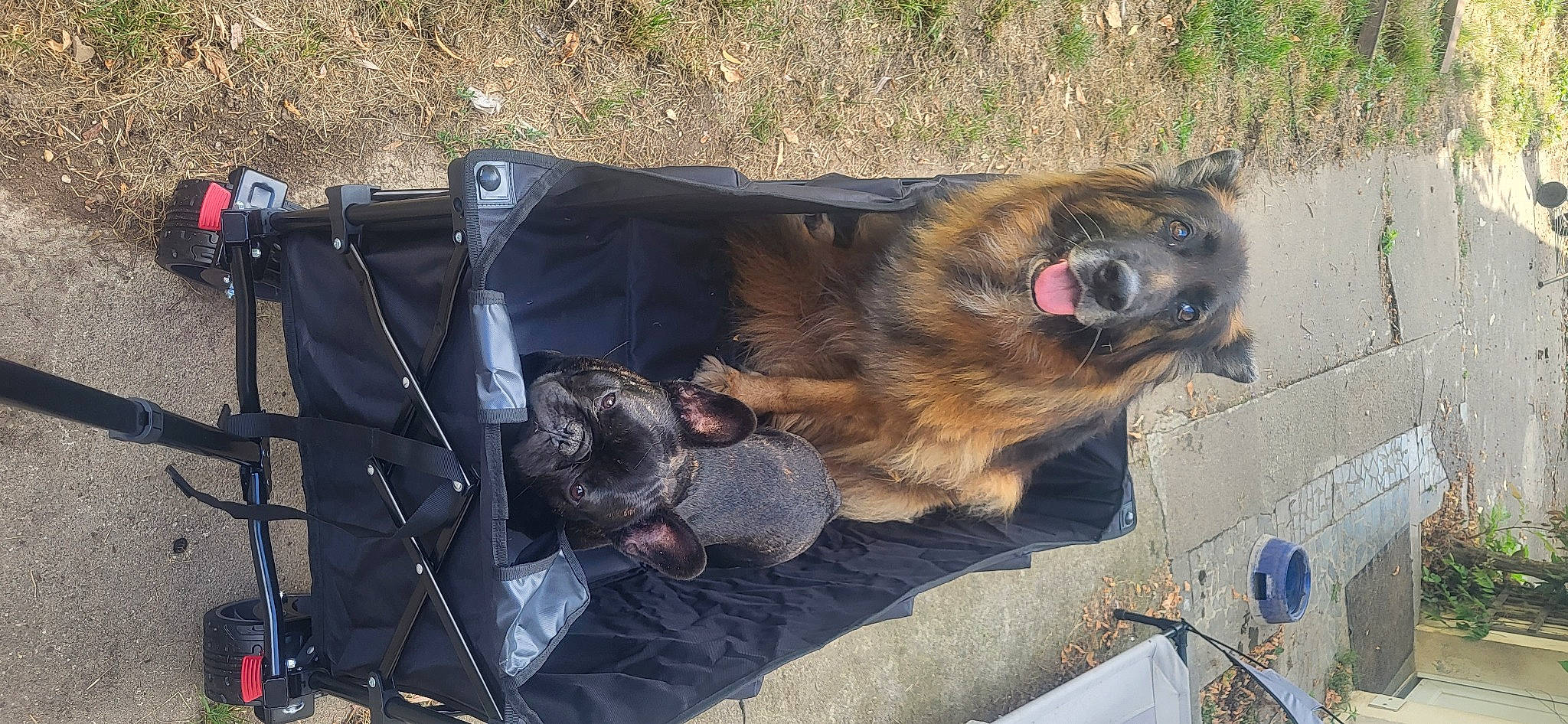 Titan participe au concours pour gagner de l'argent avec cette photo : animal_shelter, canidae, carnivore, companion_dog, dog, dog_breed, dog_supply, fawn, fur, gas, paw, pet_supply, snout, sporting_group, terrestrial_animal, working_animal, working_dog