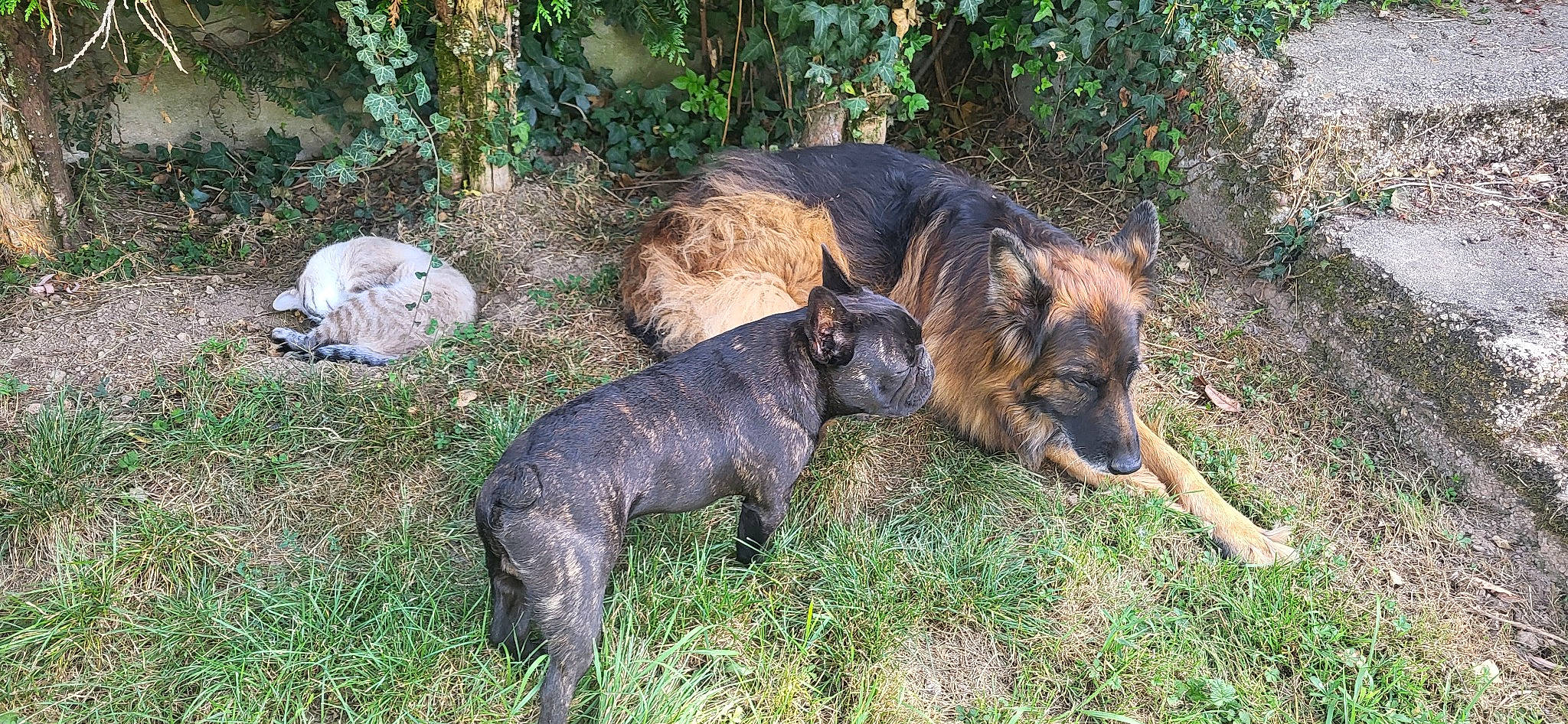 Titan participe au concours pour gagner de l'argent avec cette photo : art, carnivore, cimarron_uruguayo, companion_dog, dog, dog_breed, dogo_sardesco, fawn, grass, guard_dog, hunting_dog, plant, snout, sporting_group, tail, terrestrial_animal, terrier, treeing_tennessee_brindle, working_animal, working_dog