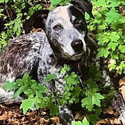 Loosey joined the competition — help win amazing prizes! animal, brown_eyes, camouflage, canine, collar, dog, ears, flora, forest_floor, greenery, leaves, nature, outdoor, pet, plants, relaxed, resting, snout, speckled_fur, wild