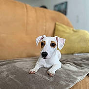 Pia participe au concours pour gagner de l'argent avec cette photo : animal, background_blur, blanket, brown_patches, couch, cozy, cute, dog, ears, fur, indoor, living_room, nose, paw, pet, pillow, relaxed, small_dog, soft_texture, white_dog