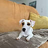 animal, background_blur, blanket, brown_patches, couch, cozy, cute, dog, ears, fur, indoor, living_room, nose, paw, pet, pillow, relaxed, small_dog, soft_texture, white_dog