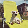 Pia participe au concours pour gagner de l'argent avec cette photo : animal, backyard, canine, chair, daytime, dog, domestic_animal, grass, house, lounge, nature, outdoor, pet, pet_portrait, relaxing, resting, summer, sunlight, sunny, yellow