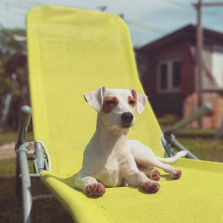 Pia
