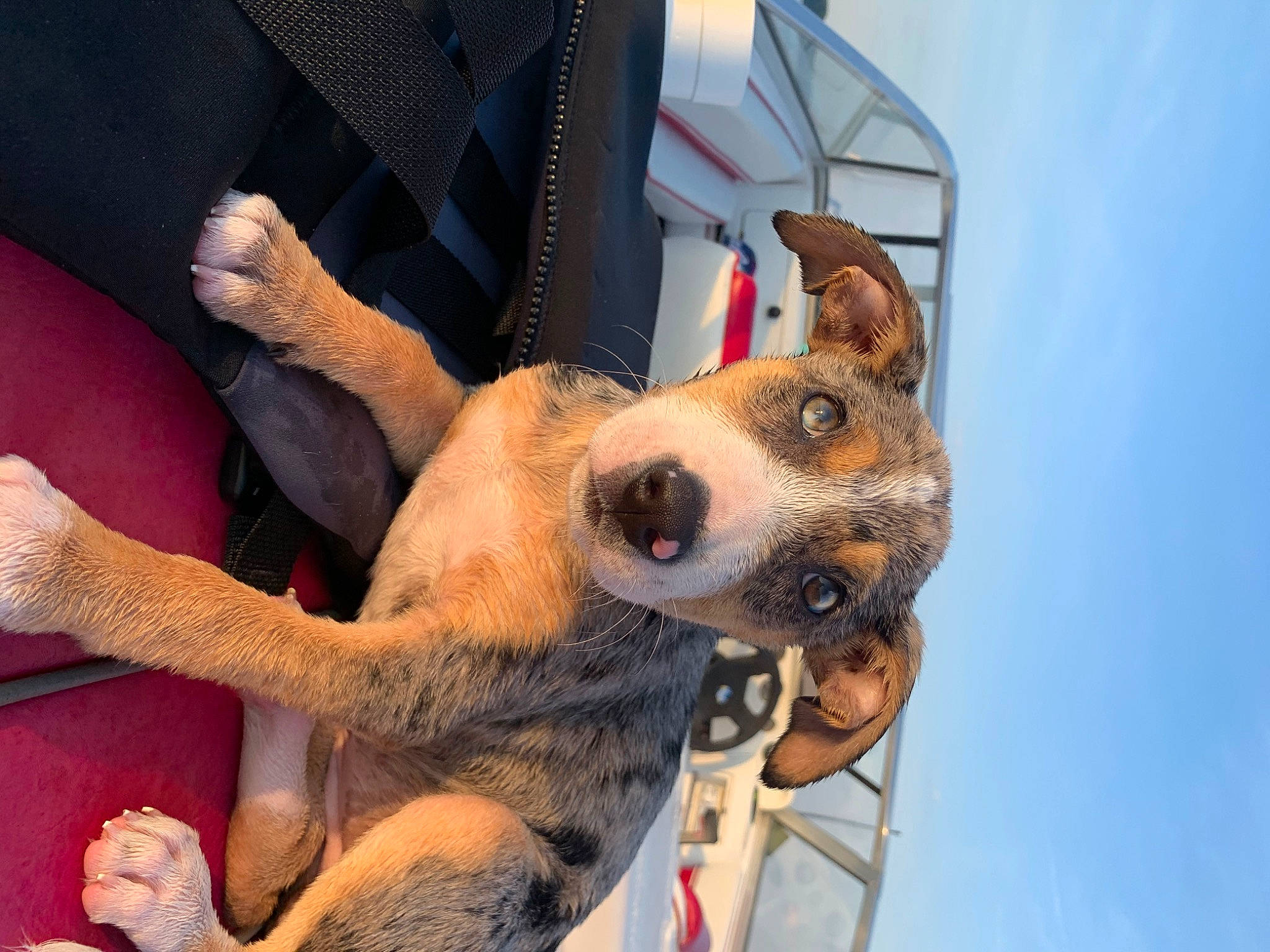 Willow is registered to the contest to win money with this photo: canidae, carnivore, dog, dog_breed, fawn, feist, mammal, paw, snout, vertebrate