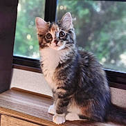 Zari is registered to the contest to win money with this photo: animal_portrait, cat, curious, cute, domestic_animal, ears, feline, fluffy, fur, indoor, kitten, natural_light, paws, pet, sitting, soft_focus, whiskers, window, wooden_surface, young_animal