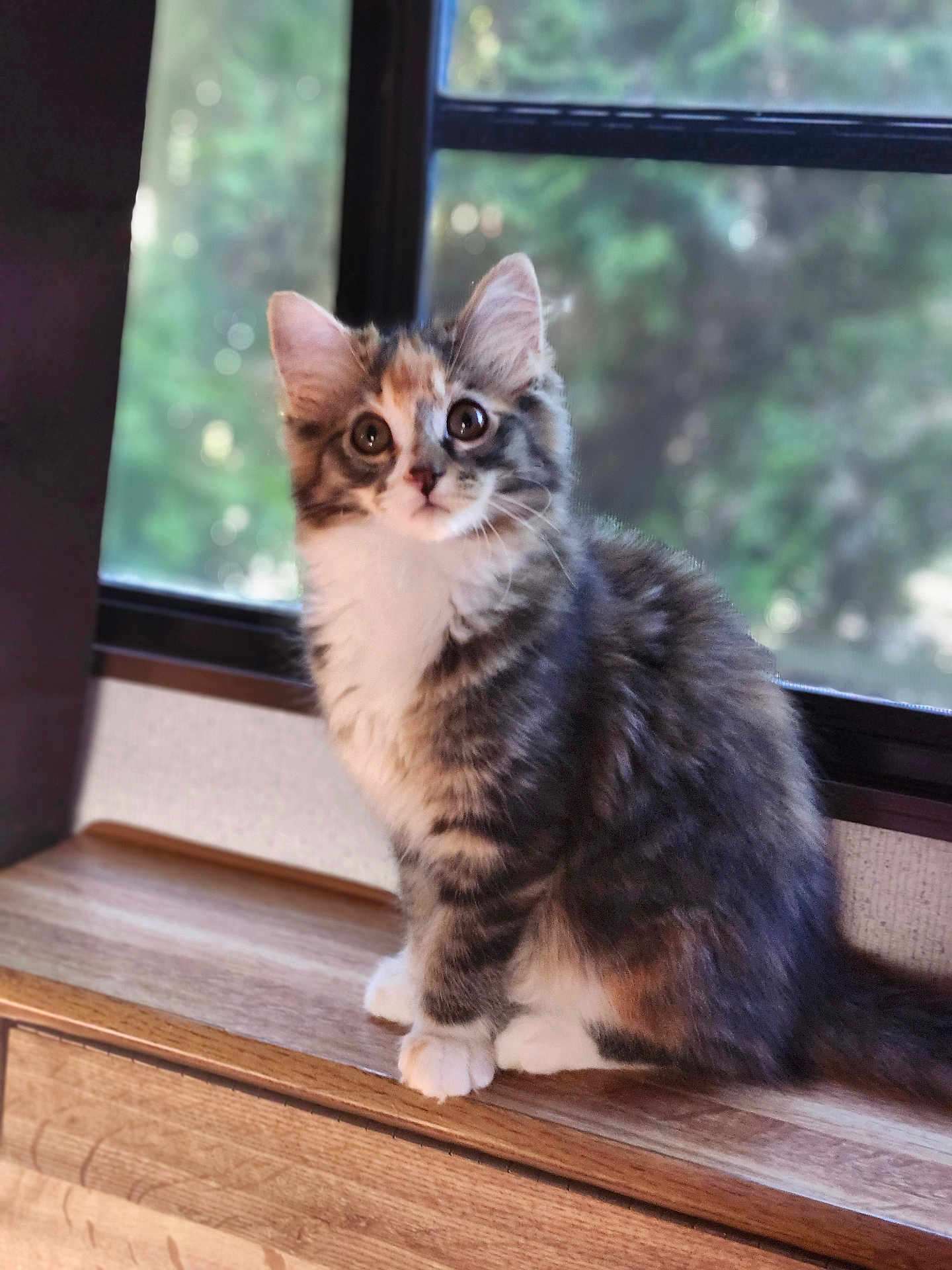 Zari is registered to the contest to win money with this photo: animal_portrait, cat, curious, cute, domestic_animal, ears, feline, fluffy, fur, indoor, kitten, natural_light, paws, pet, sitting, soft_focus, whiskers, window, wooden_surface, young_animal