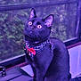 cat, black_cat, pet, indoor, harness, red_bow, wide_eyes, curious, window, blurred_background, feline, animal, sitting, domestic, mammal, portrait, cute, whiskers, ears, collar