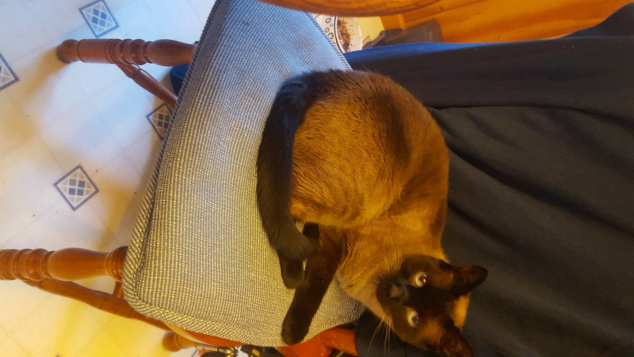 Duncan is registered to the contest to win money with this photo: canidae, carnivore, cat, comfort, companion_dog, dog_breed, fawn, felidae, flooring, fur, hat, human_leg, small_to_medium_sized_cats, snout, sporting_group, tail, terrestrial_animal, whiskers, wildlife, working_animal