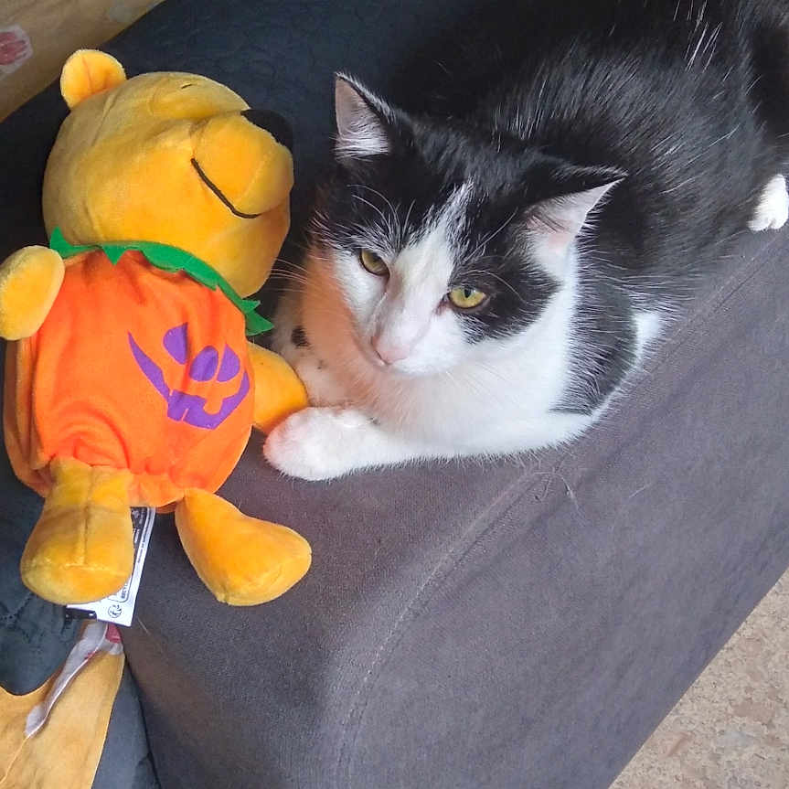 Lucky participe au concours pour gagner de l'argent avec cette photo : animal, black_and_white, cat, couch, cozy, fabric, feline, floor, halloween, home, indoor, living_room, pet, plush, pumpkin_outfit, relaxing, resting, seat, soft_toy, stuffed_toy
