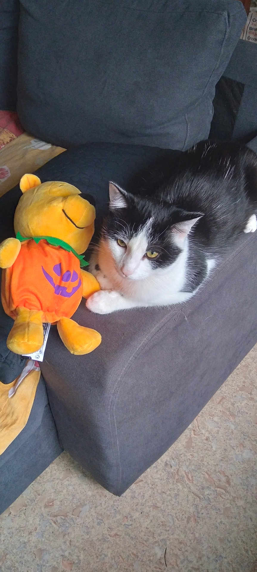 Lucky participe au concours pour gagner de l'argent avec cette photo : cat, stuffed_toy, couch, living_room, black_and_white, plush, halloween, pumpkin_outfit, animal, pet, feline, cozy, relaxing, indoor, fabric, floor, seat, soft_toy, resting, home