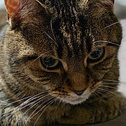 Joy is registered to the contest to win money with this photo: cat, tabby_cat, close_up, pet, animal, feline, whiskers, fur, ears, eyes, indoor, resting, laying_down, curious, portrait, soft_lighting, blurred_background, domestic_cat, cute, focused