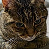 cat, tabby_cat, close_up, pet, animal, feline, whiskers, fur, ears, eyes, indoor, resting, laying_down, curious, portrait, soft_lighting, blurred_background, domestic_cat, cute, focused