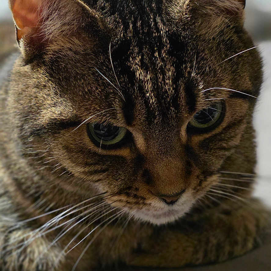 Joy is registered to the contest to win money with this photo: cat, tabby_cat, close_up, pet, animal, feline, whiskers, fur, ears, eyes, indoor, resting, laying_down, curious, portrait, soft_lighting, blurred_background, domestic_cat, cute, focused